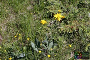 Doronicum grandiflorum (1200 x 800)1.jpg